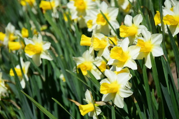 Osterglocken und Narzissen