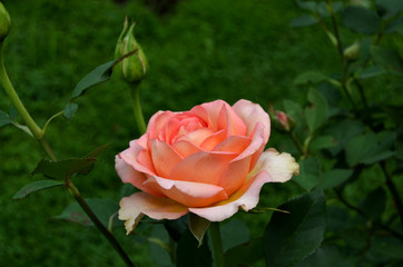 Roses in the garden.