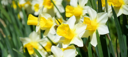 Obraz premium Gelbe Narzissen - Banner und Hintergrund