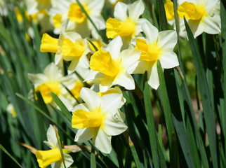 Osterglocken und Narzissen im Sonnenschein