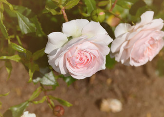 Roses in the garden.