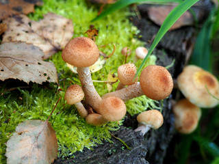 Bunch of young honey mushrooms growing in the forest