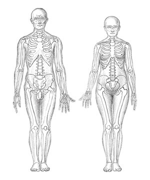 Human anatomy - man (left) and woman (right) / vintage illustrations from Die Frau als Hausarztin 1911