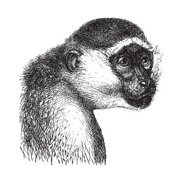 Green Monkey Or Sabaeus Monkey (Cercopithecus Sabaeus) / Vintage Illustration From Brockhaus Konversations-Lexikon 1908