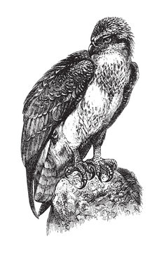 Osprey or sea hawk (Pandion haliaetus) / vintage illustration from Brockhaus Konversations Lexikon 1908
