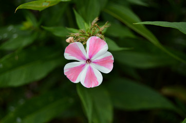 Flowers in the garden