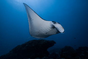 Reef Manta at cleaning station
