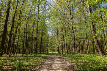 Obraz premium Spring green forest in the a sunlight