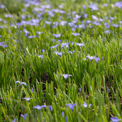  glory-of-the-snow blooming meadow