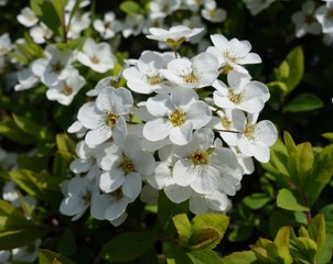 春の花