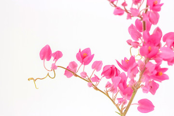 close up of Coral Vine or Antigonon leptopus Hook flower isolated on white background.