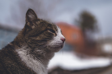 the cat is enjoying. grim portrait of a cat.