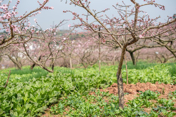 Peach blossom tree field in spring in LongQuanYi mountains, Chengdu, China
