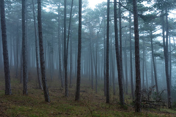 misty forest in the morning 
