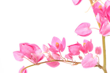 close up of Coral Vine or Antigonon leptopus Hook flower isolated on white background.