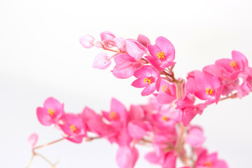 close up of Coral Vine or Antigonon leptopus Hook flower isolated on white background.