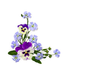 Violet flowers viola tricolor, blue flowers flax and capsule with seed flax ( linseed ) on a white background with space for text. Top view, flat lay