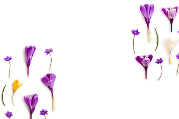 Obraz na płótnie Canvas Violet, white, yellow crocuses (Crocus vernus) and violet flowers hepatica ( liverleaf or liverwort ) on a white background with space for text. Top view, flat lay
