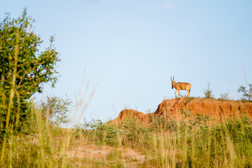 Landscape in Murchison falls