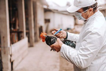 Veterinarian in white coat, hat and protective mask on giving injection to sick rooster. Rural exterior.