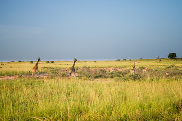 Naklejka premium Landscape in Murchison Falls