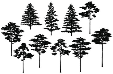Set of silhouettes of spruce and pine, vector, black color, isolated on white background