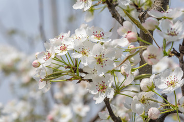 Pear blossom tree flowers close-up in spring in LongQuanYi mountains, Chengdu, China