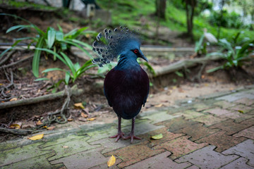 A bird at the Kuala Lumpur Birdpark