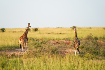 Giraffe in African