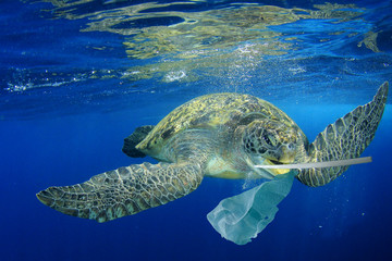 Plastic pollution in ocean environmental problem. Turtles can eat plastic bags mistaking them for...