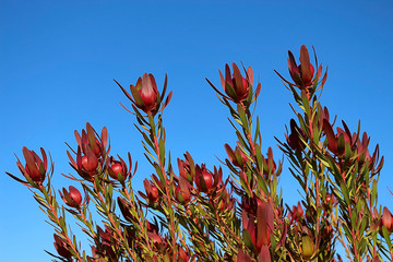 Protea Safari sunset (Leucadendron)