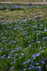 glory-of-the-snow blue blossom