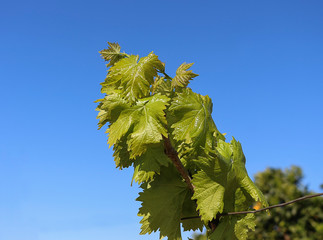 Obraz premium vineyards with the first buds of leaves at the beginning of spring