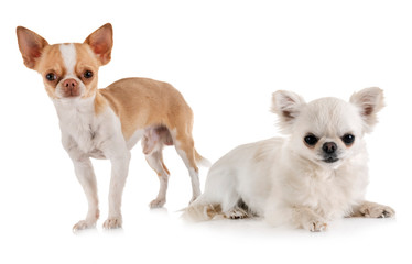 chihuahuas in studio