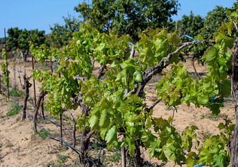 Sprout of the vine in spring in vineyards