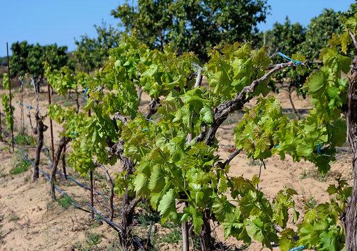 Sprout of the vine in spring in vineyards