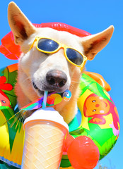 happy dog with sunglasses