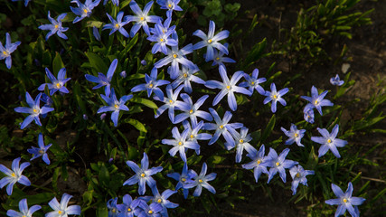 glory-of-the-snow blue blossom