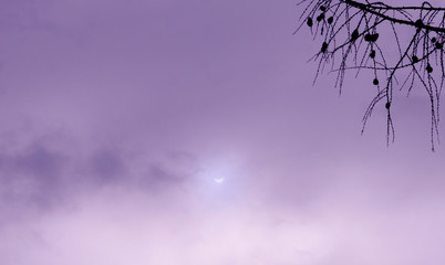 Real Solar Eclipse violet photo sky with branch