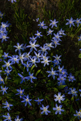 glory-of-the-snow blue blossom