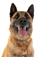 malinois in studio