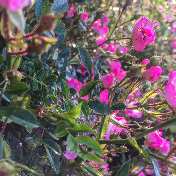 Pink Flowers In The Garden