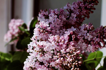  lilac flowers in the garden