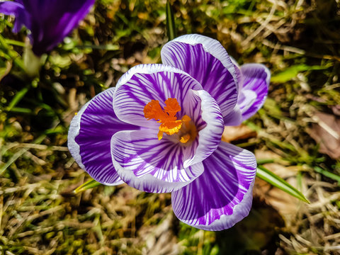 Purple Crocus Flower In The Garden