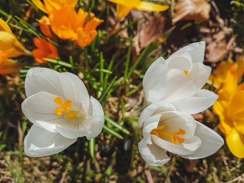 White Crocus Flowers In The Garden