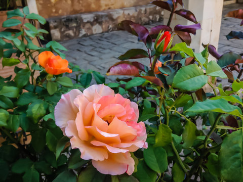 Orange Rose In The Garden