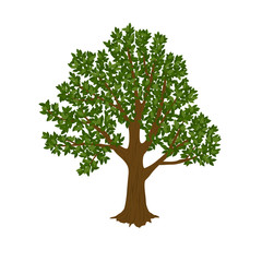 Fototapeta na wymiar Tree isolated on white background. Vector illustration