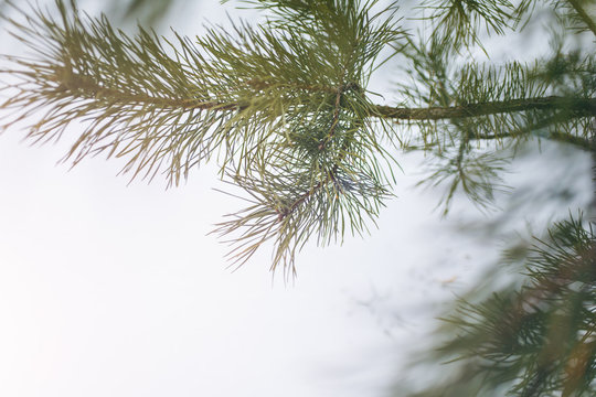Winter photo with a Christmas pine tree. Natural image from the spruce forest. Happy holidays postcard. Snowy weather.