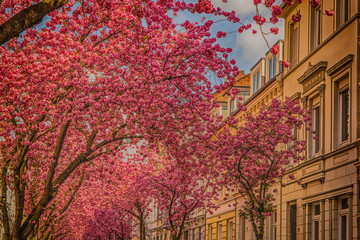 Kirschblüte in der Bonner Altstadt