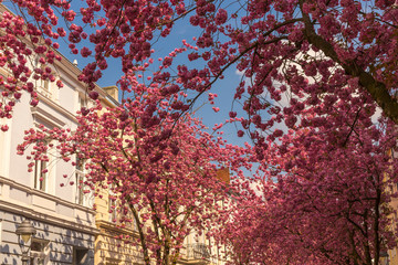 Kirschblüte in der Bonner Altstadt